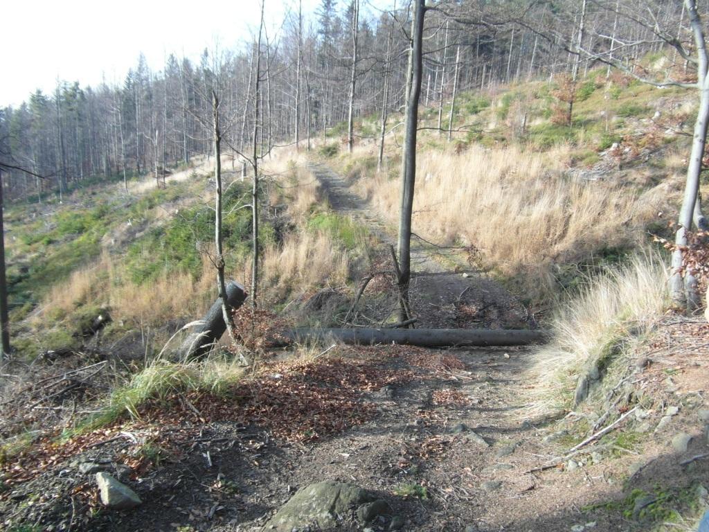 Další strom na cestě.